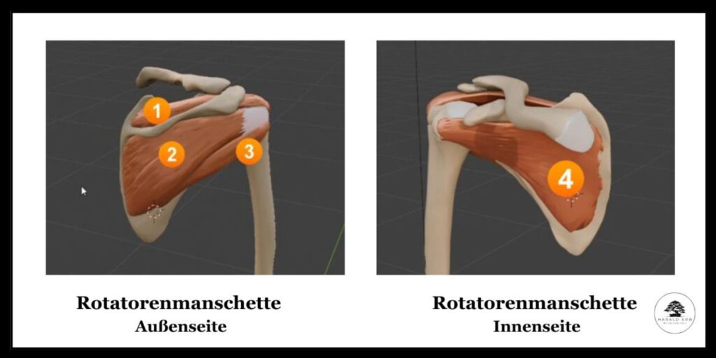 Anatomie Darstellung Rotatorenmanschette