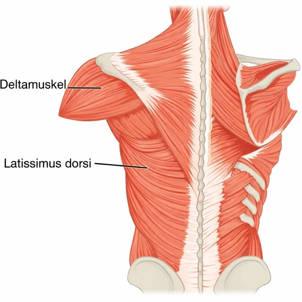 Anatomische Darstellung des M. latissimus dorsi und des Deltamuskels zur Erklärung von Schulterstabilität