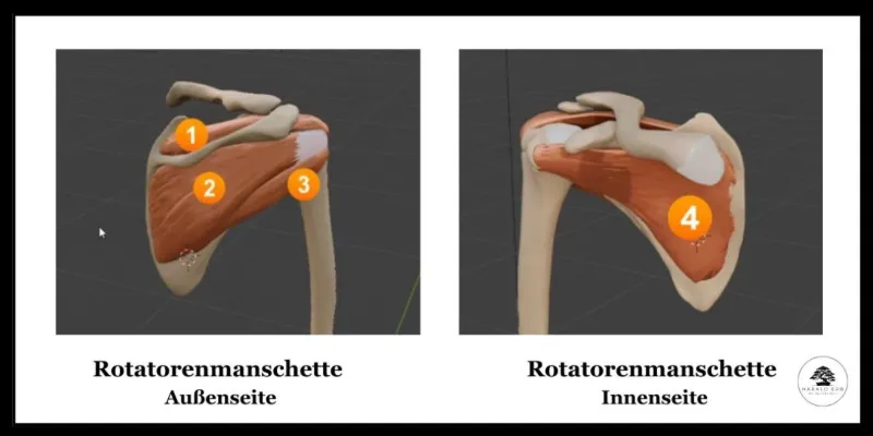 Anatomie Darstellung Rotatorenmanschette