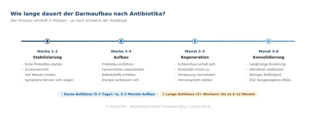 Timeline Darmaufbau nach Antibiotika: Die 4 Phasen von Stabilisierung über Aufbau und Regeneration bis zur Konsolidierung – Woche 1 bis Monat 6