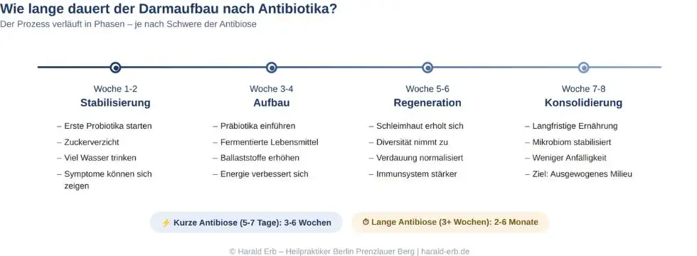 Zeitplan Darmaufbau nach Antibiotika: vier Phasen über acht Wochen – Stabilisierung, Aufbau, Regeneration, Konsolidierung