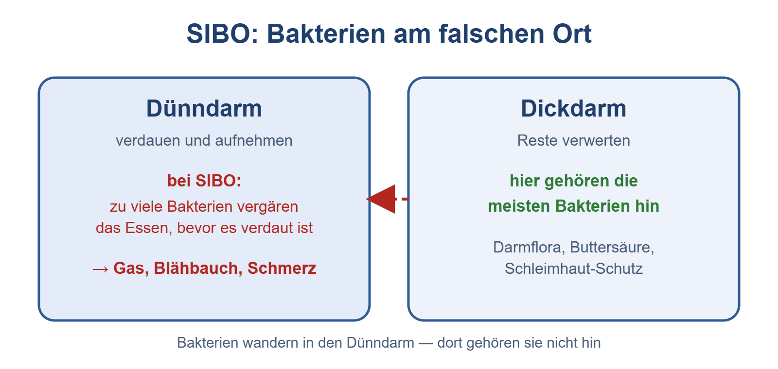 Schaubild: Bei SIBO sitzen zu viele Bakterien im Dünndarm und vergären das Essen, bevor es verdaut ist – Gas und Blähbauch