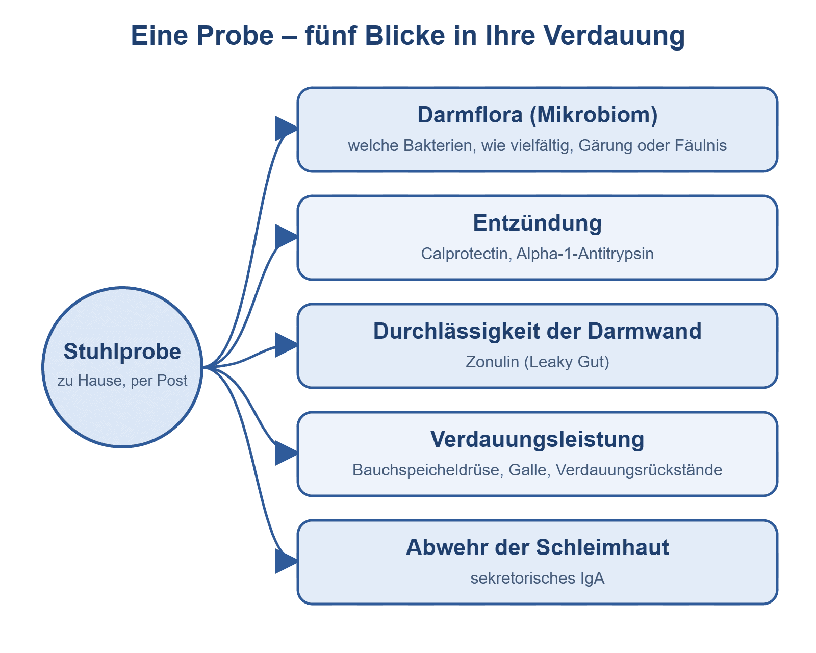 Schaubild: Eine Stuhlprobe liefert fünf Blicke in die Verdauung – Darmflora, Entzündung, Durchlässigkeit der Darmwand, Verdauungsleistung, Abwehr der Schleimhaut